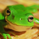 Hyla Games
